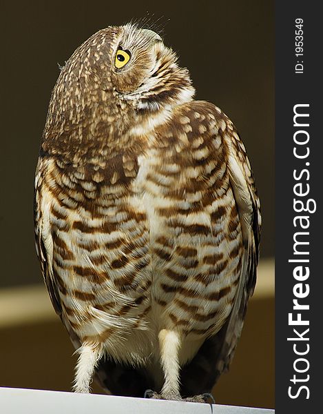 Burrowing Owl (Speotyto cunicularis) looking up with the brown background