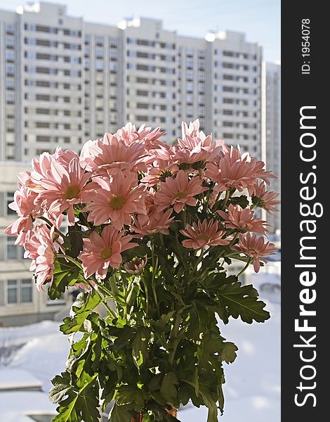 Wonderful flowers stand out against urban winter scenery. Wonderful flowers stand out against urban winter scenery
