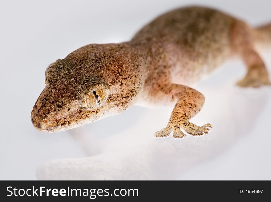 Close up studio shot of gecko lizard. Close up studio shot of gecko lizard