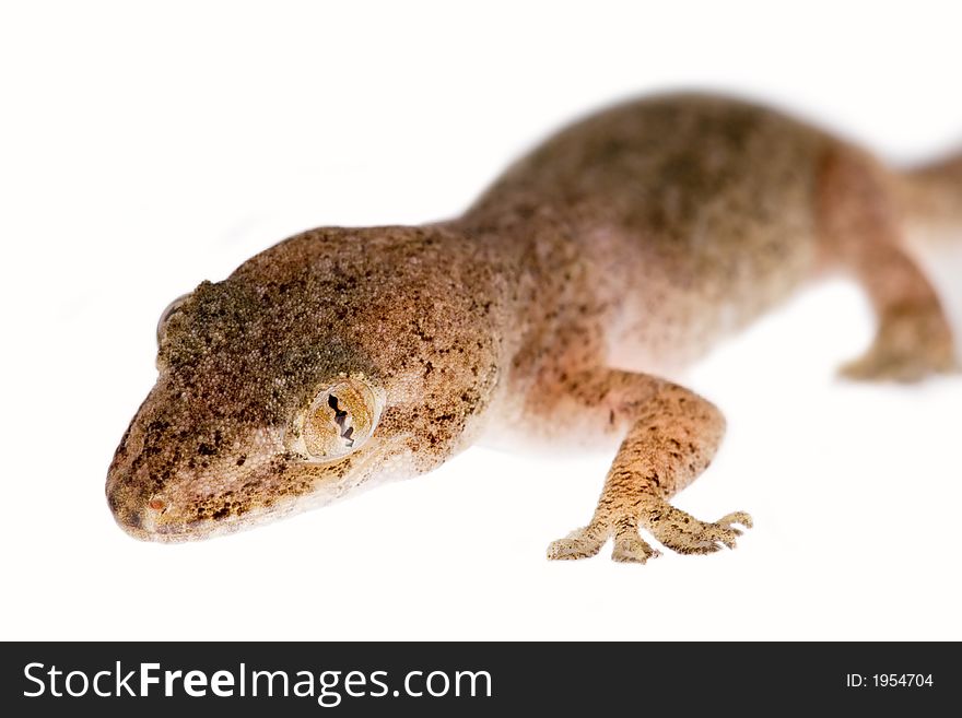 Close up studio shot of gecko lizard - isolated on white. Close up studio shot of gecko lizard - isolated on white