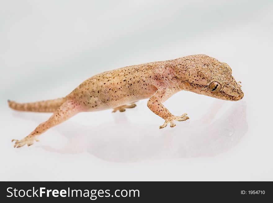 Studio shot of a gecko lizard