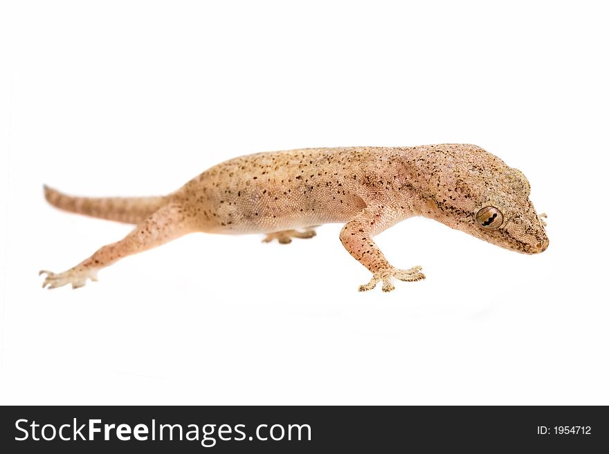 Studio shot of gecko lizard - isolated on white