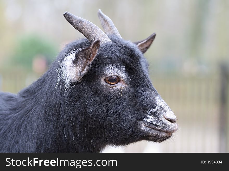 A young miniature black goat. A young miniature black goat