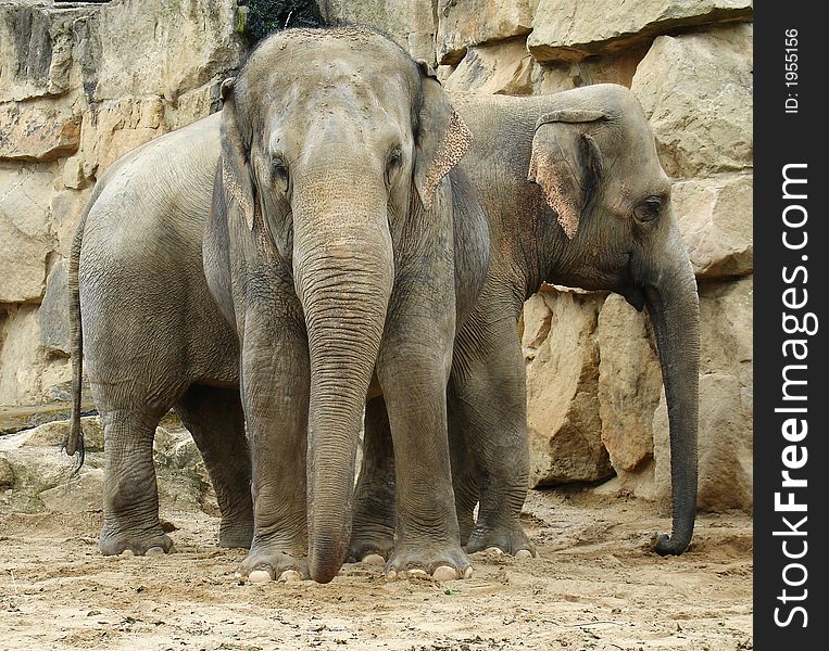 Two elephants in front of the rock.