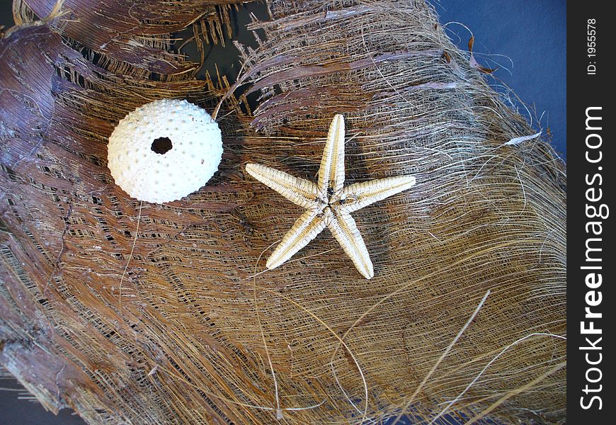 Sea urchin shell and star fish on coconut matting. Sea urchin shell and star fish on coconut matting