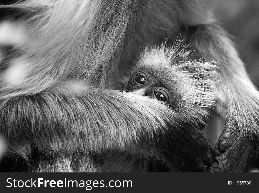 Infant of Zanzibar Red Colobus securely attached to its mom, looking about curiously. Infant of Zanzibar Red Colobus securely attached to its mom, looking about curiously
