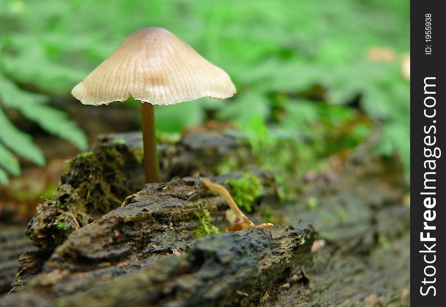 Toadstool on black rotten wood with moss