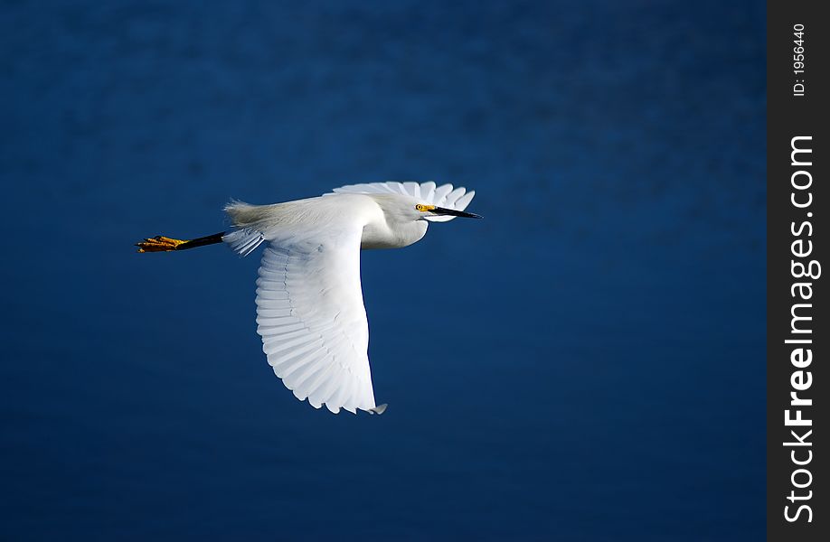 Commonly seen in the Florida everglades, snowy egret (egretta thula). Commonly seen in the Florida everglades, snowy egret (egretta thula)