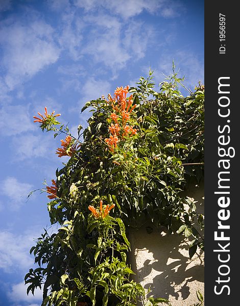 Orange and Yellow flowers on a white wall against a beauitful blue sky. Orange and Yellow flowers on a white wall against a beauitful blue sky