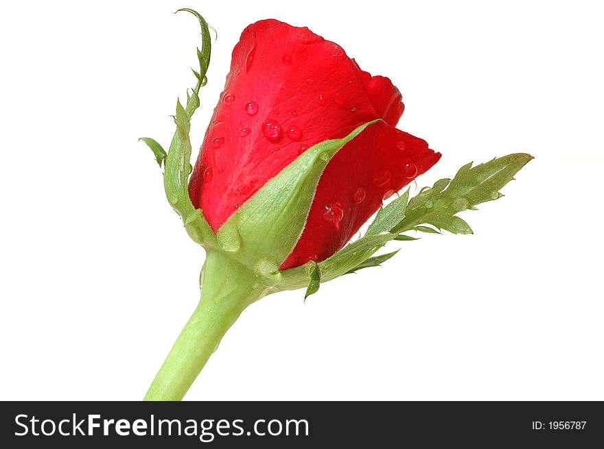 A fresh red rose with waterdrops on a white background