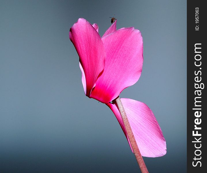 A cyclamen blossom with a bug