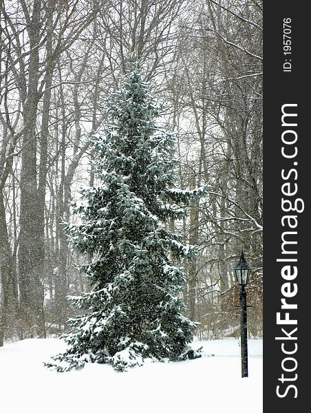 Snow covered tree in a winter storm