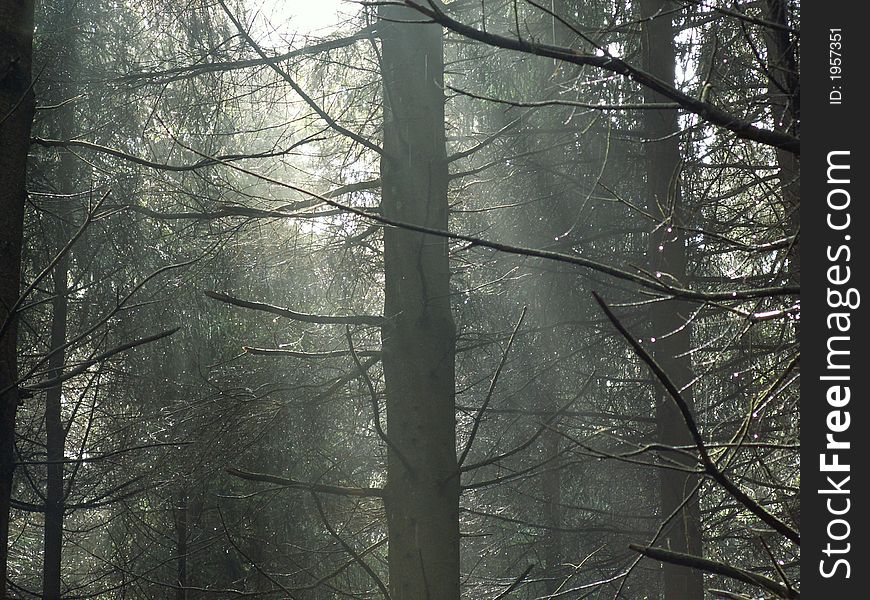 Spruce-fir in a forest in east-belgium. Spruce-fir in a forest in east-belgium