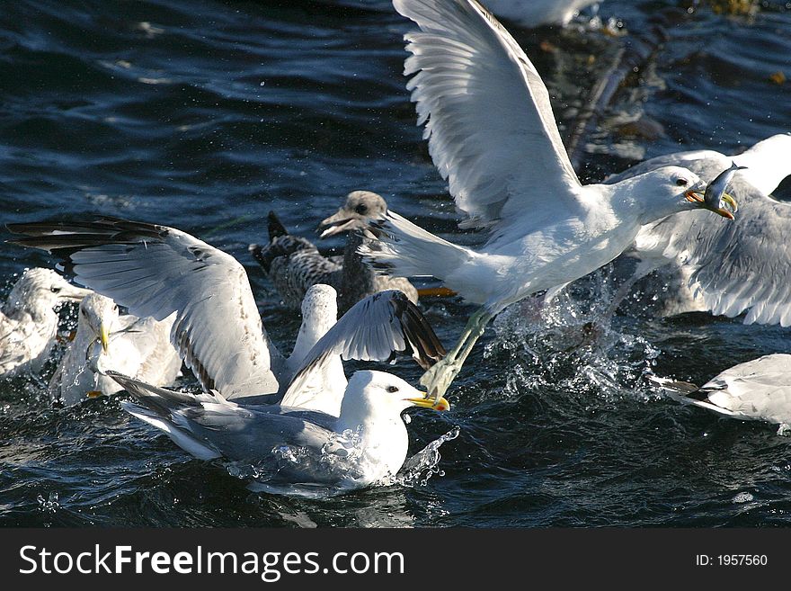 Seagulls landing on water to pick up little fishes