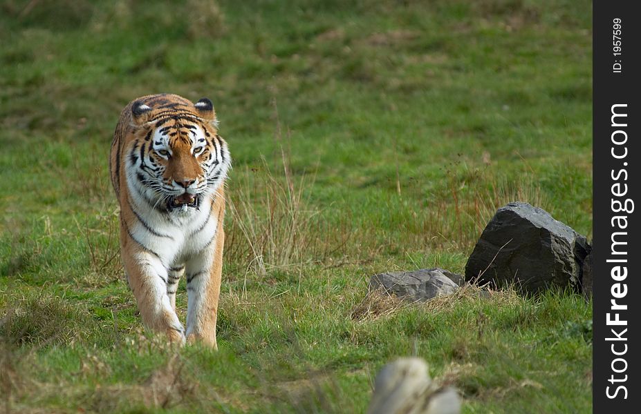 A beautiful tiger walking on grass