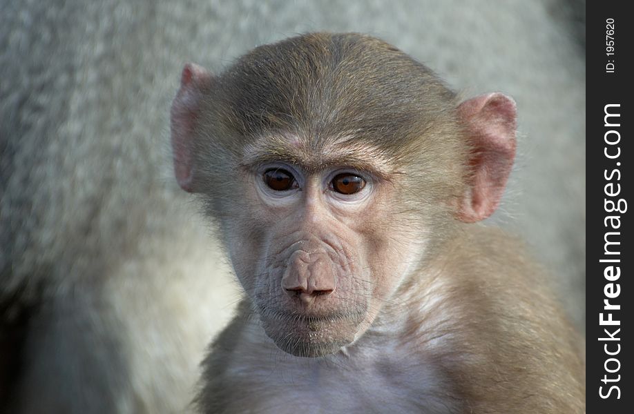 Portrait of a cute baby monkey