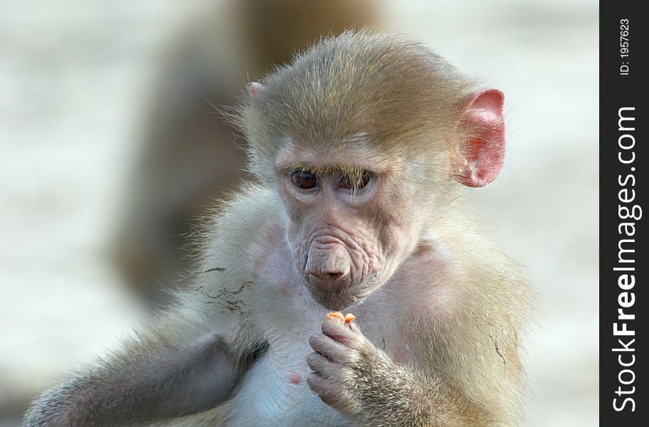 Portrait of a cute baby monkey