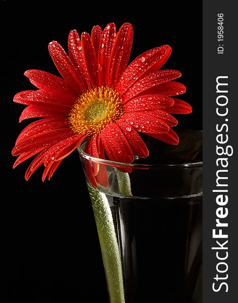 Red gerbera in drops of water-one flower on black background
