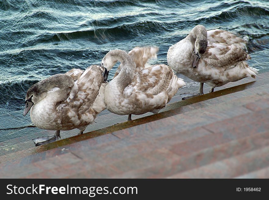 Three young swans, arranging their feathers, standing in line. Three young swans, arranging their feathers, standing in line.