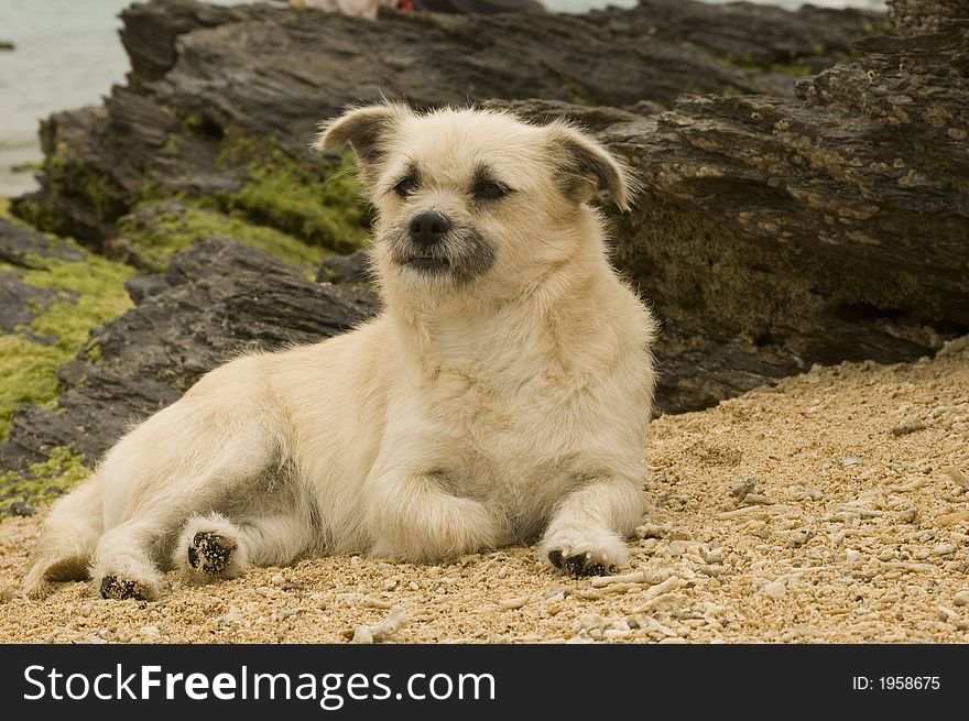 White puppy laying on the beach. White puppy laying on the beach