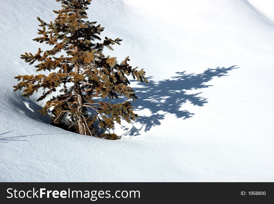 Pine tree in snowed field. Pine tree in snowed field