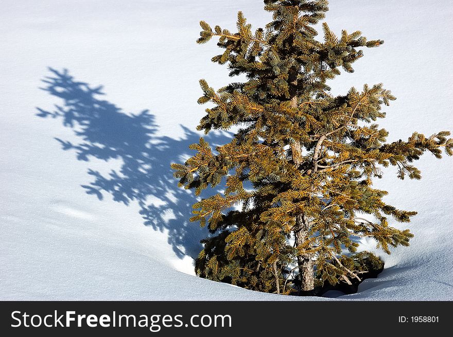 Pine tree in snowed field, sunny day. Pine tree in snowed field, sunny day