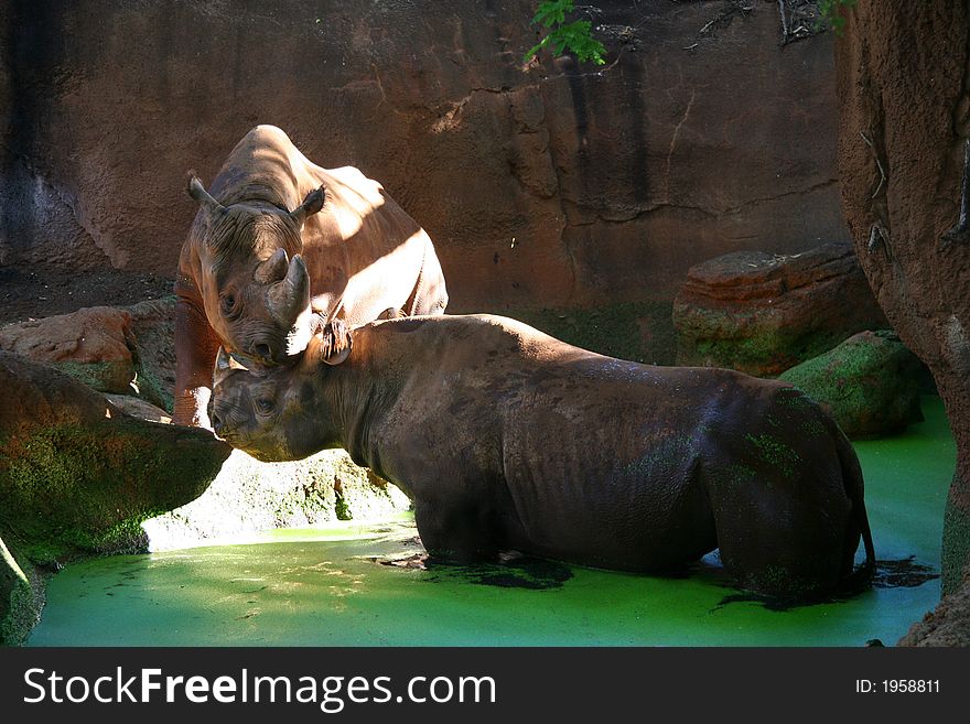 Couple of rhinoceros in love at the zoo