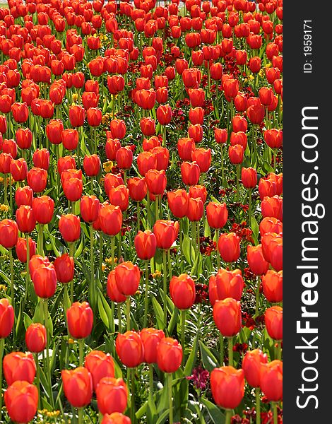 Bed Of Tulips