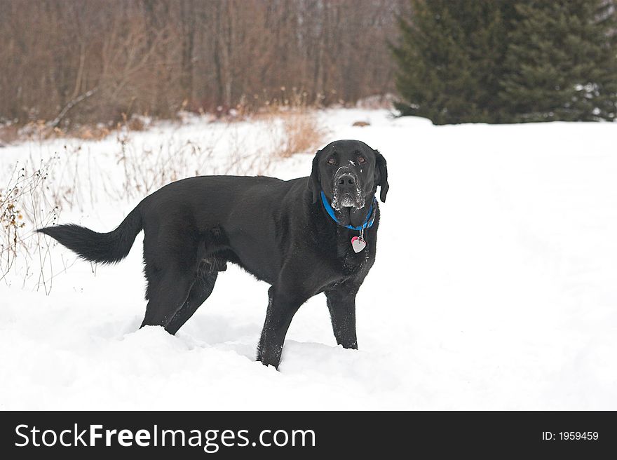 Black labrador retriever standing in deep, white, winter snow. Black labrador retriever standing in deep, white, winter snow