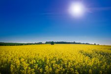 Oilseed Rape Field Stock Images Oilseed Rape Field Stock Images