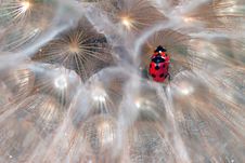 Ladybirds Royalty Free Stock Photography