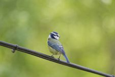Blue Tit On Wire Stock Photo