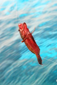 Red Fish Royalty Free Stock Image Red Fish Royalty Free Stock Image
