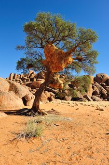 Social Weaver Nest On A Tree (Namibia) Royalty Free Stock Photos