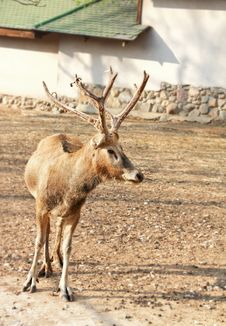 Yellow Deer Going Royalty Free Stock Image Yellow Deer Going Royalty Free Stock Image
