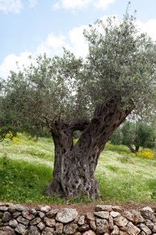 Olive Tree Royalty Free Stock Photography Olive Tree Royalty Free Stock Photography