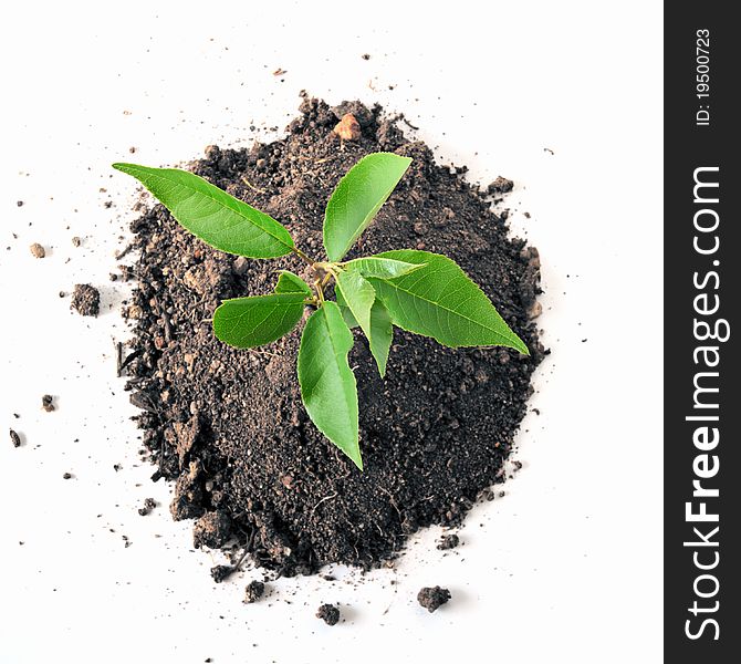 Young plant in soil over white background. Young plant in soil over white background