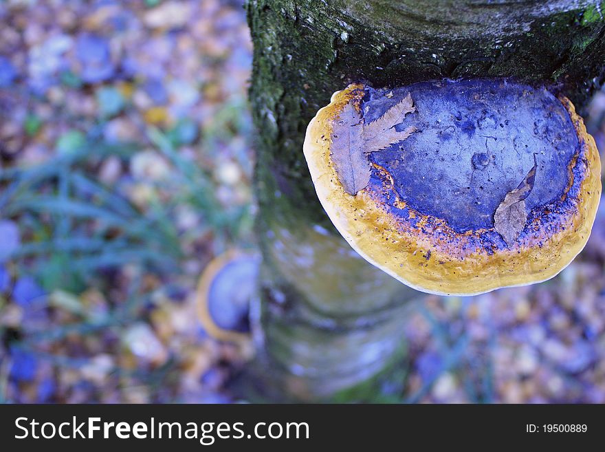 Mushroom On A Tree Trunk