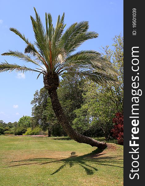 Photo of lonely palm tree in the Ramat Hanadiv Memorial Gardens