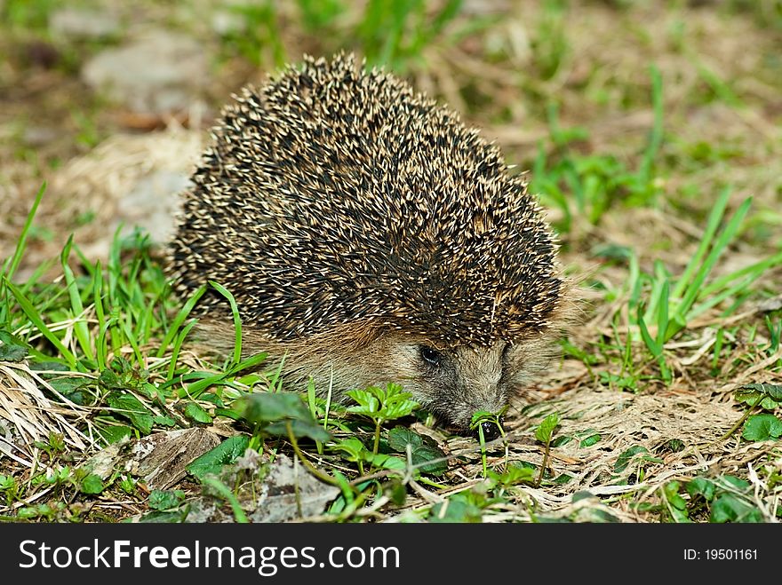 Hedgehog against a natural background