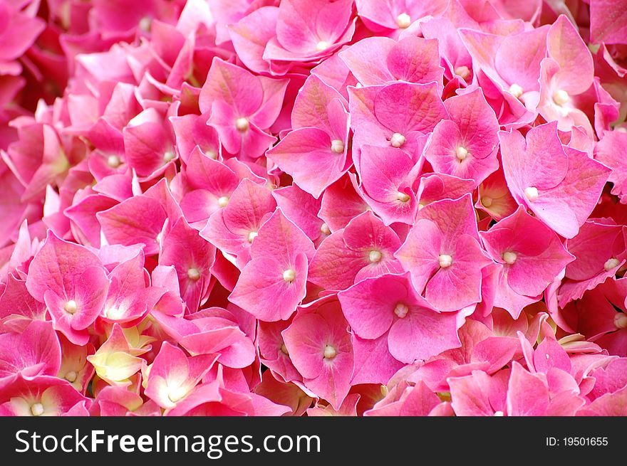 A collection of pink flowers