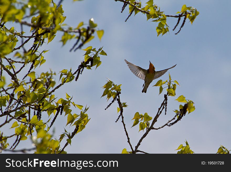 A Blackburnian Warbler flying in between branches. A Blackburnian Warbler flying in between branches.
