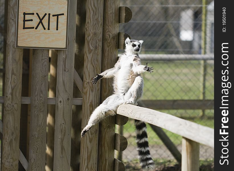A lemur showing the way to the exit door. A lemur showing the way to the exit door