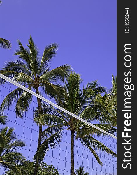 Coconut palm trees and volleyball net on the beach at Anaehoomalu in hawaii