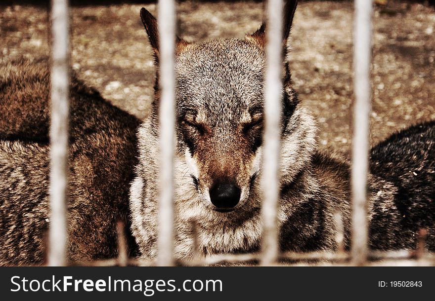 A lone brown wolf sitting in a cage, symbolizes slavery, loss of freedom, life today. A lone brown wolf sitting in a cage, symbolizes slavery, loss of freedom, life today