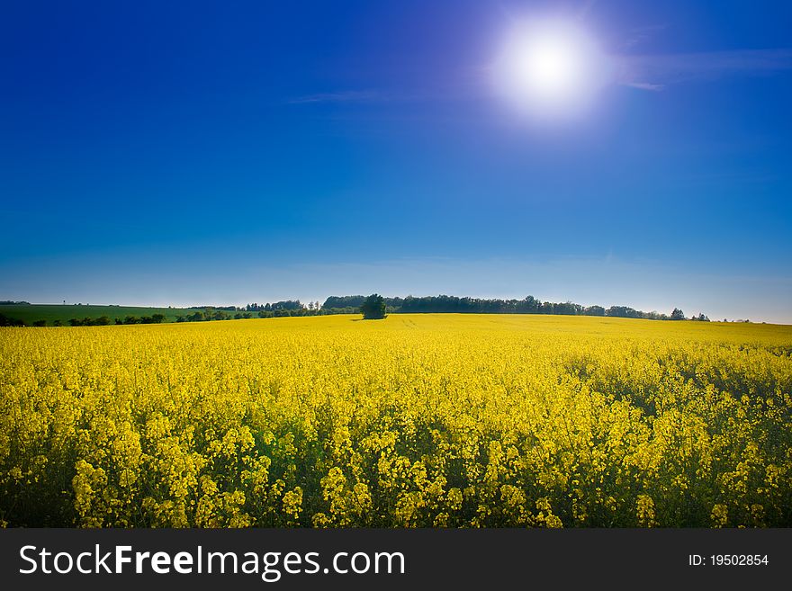 Yellow oilseed rape field under the blue sky with sun