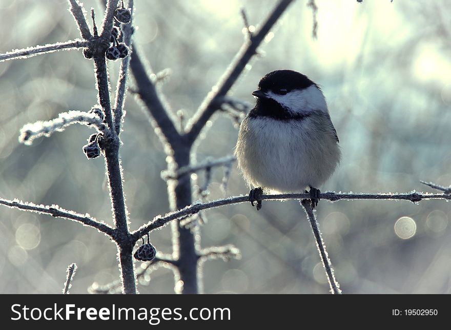 Black capped chickadee on frost covered buckthorn bush. Black capped chickadee on frost covered buckthorn bush