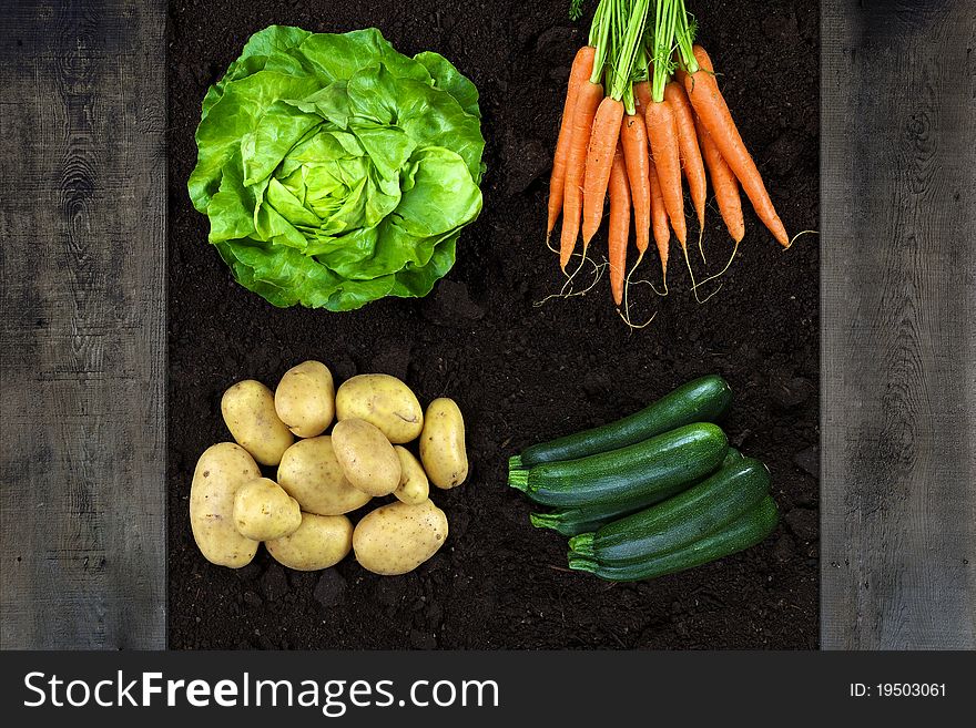 Vertical shoot of vegetables season