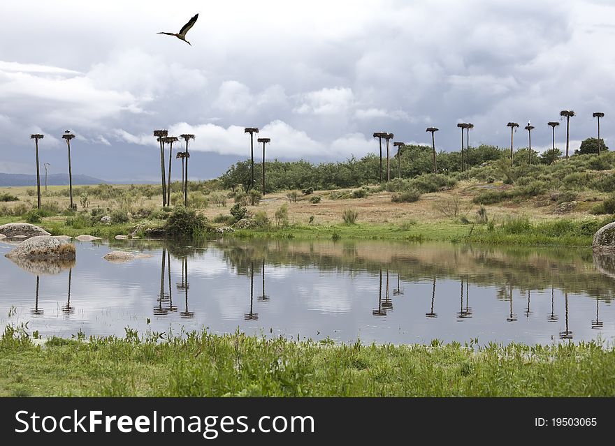 Storks nest on the banks of a river. Storks nest on the banks of a river