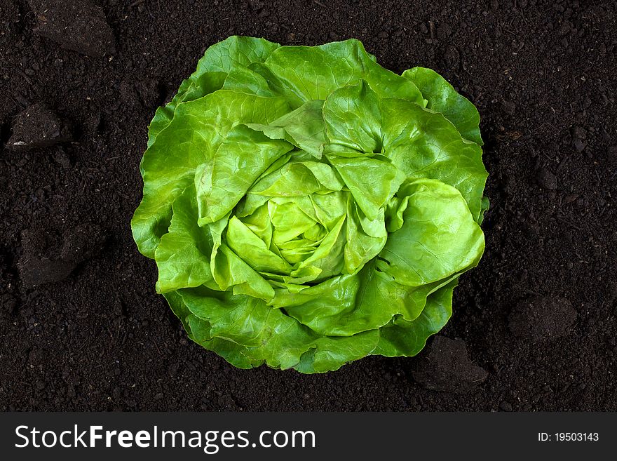 Vertical shoot of green lettuce. Vertical shoot of green lettuce